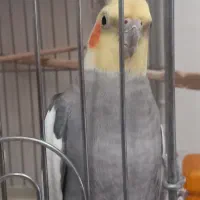 یک جفت عروس هلندی|پرنده|فردیس, فردیس|دیوار