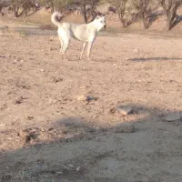 سگ گمشده|سگ|آبکوه, |دیوار