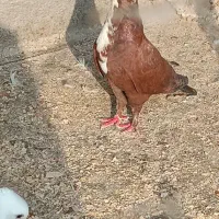 کبوتر
