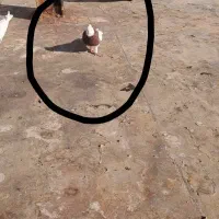 یه کبوتر گم شده