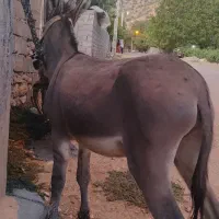 الاغ نر|حیوانات مزرعه|یاسوج, |دیوار