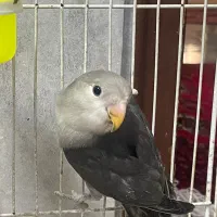 کوتوله برزیلی|پرنده|مشهد, هنرستان|دیوار