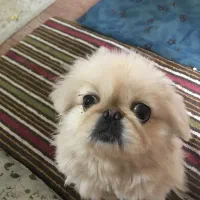 پکینیز ماده|سگ|مشگین شهر, |دیوار