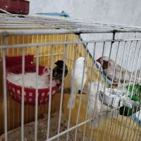 فنچ کینگ|پرنده|قرچک, مهدیه|دیوار