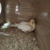 عروس هلندی لوتینو جفت نروماده مولد|پرنده|ارژن, |دیوار