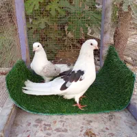 کبوتر دوکت|پرنده|بندرلنگه, |دیوار