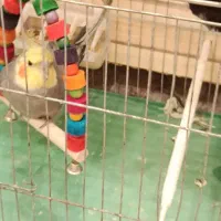 2 عدد عروس هلندی سخنگو