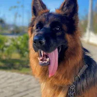 دامپزشک در محل،تمام مناطق (تهران،شهریار و حومه)|خدمات پیشه و مهارت|تهران, مهرآباد جنوبی|دیوار