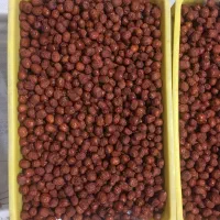 عناب گوگان