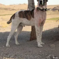 واگذاری سگ گله ای