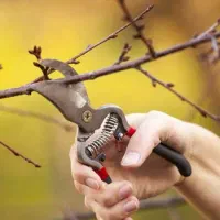 هرس درخت کوچک و بزرگ داخل حیاط شهر یا اطراف اردبیل