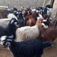 بزغاله نر و ماده