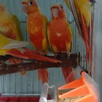 ردچیک اوزجینال سانچیک مونچیک