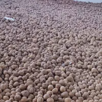 گردو