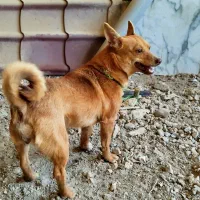 سگ پاکوتاه ماده