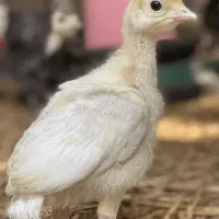 جوجه بوقلمون یک ماهه