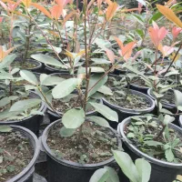 فوتونیا کامیس زبر سیکاس