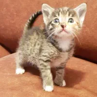 واگذاری گربه DSH