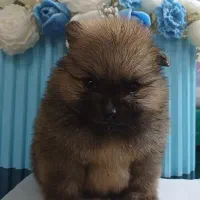 پامر عروسکی