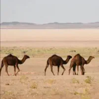 تور یک نیم روزه کویر ابوزیدآباد نوش آباد|تور و چارتر|تهران, ستارخان|دیوار