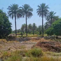 قطع درختان مزاحم