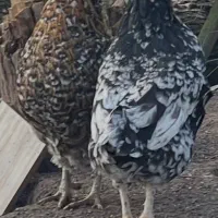 جوجه گلین اصیل فول تاج و کاکل یکماهه