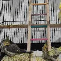 فروش سه عدد جوجه عروس هلندی آماده دستی