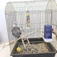 پرنده|پرنده|زرندیه, |دیوار