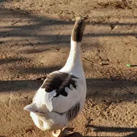 فروش دوعدد اردک یک عدد جوجه سلطان یک عدد غاز ماده|حیوانات مزرعه|یاسوج, |دیوار