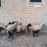 فروش گوسفند آبستن