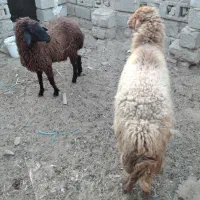 فروش دومیش عربی برخورده درامیدیه