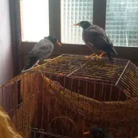 مینا|پرنده|کلاله, |دیوار