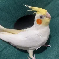 جوجه لوتینو تازه دونخور شدن