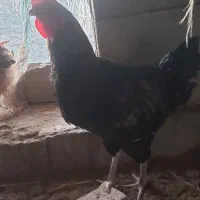 خروس ومرغ محلی ۳۰عدد وزن بالاوتخم مرغ نطفه دار|حیوانات مزرعه|هادی شهر, |دیوار