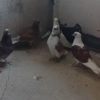 کبوتر پرشی|پرنده|آبیک, |دیوار