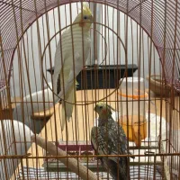 دو عدد عروس هلندی|پرنده|نجف‌آباد, امام خمینی|دیوار