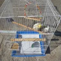 فروش عروس هلندی|پرنده|اصلاندوز, |دیوار