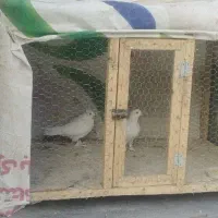 گمشده مژدگانی دارد