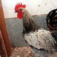 ۴ عدد خروس به چه