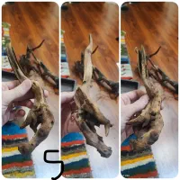 ریشه‌های آبنوس ظریف دو سال خیس خورده آماده|ماهی|قزوین, |دیوار