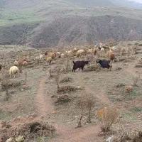 گوسفند‌وبز