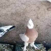 کبوتر صید در چناران