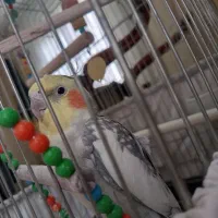 عروس هلندی نر