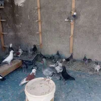 کبوتر رنگی همه رنگی