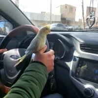 عروس هلندی|پرنده|اصفهان, پوریای ولی|دیوار