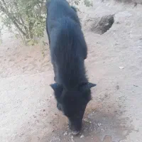 واگذاری رایگان سگ تمام مشکی میکس ژرمن