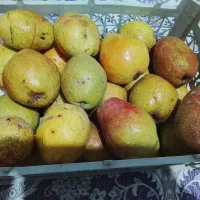 گلابی درگزی