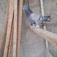 کفتر پر|پرنده|نجف‌آباد, جعفرآباد|دیوار