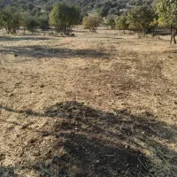 فروش زمین دیم چگنی