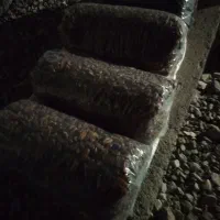 خرمای آزاد